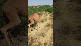 Camel viralvideo ytshorts trendingshorts [upl. by Asserrac]