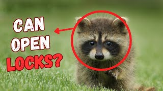 15 Most Intelligent Animals That You Might Not Guess [upl. by Neirol]