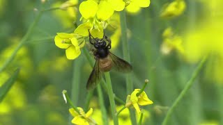 Honeybees collect pollen and collect Honey  HD Honey Bee  enterb2h [upl. by Eibo]