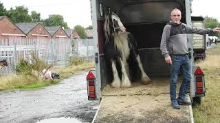 Brigg horse fair Aug 2023 [upl. by Nnylirej]