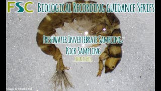 Freshwater Invertebrate Sampling Kick Sampling [upl. by Nuawed]