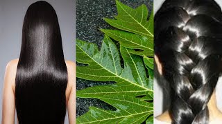 TURN WHITE HAIR TO BLACK HAIR NATURALLY AND GROW LONG HAIR WITH PAPAYA LEAVES OVERNIGHT [upl. by Gow]