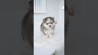 Real blue eyes Mini Pomsky⚡️  Aloha Teacup Puppies pomsky pomskypuppies teacuppuppy [upl. by Kabob]