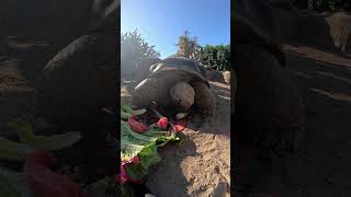 Grammas the Galapagos tortoises 139th birthday [upl. by Nason585]