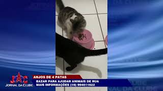 Voluntários realizam bazar para ajudar animais de rua  Jornal da Clube 2ª Edição 12112024 [upl. by Daren]