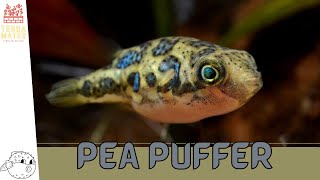 Introducing PEA PUFFERS Tiny Aquatic Hunters Carinotetraodon travancoricus [upl. by Martelle1]