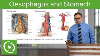 Oesophagus amp Stomach – Abdomen  Lecturio [upl. by Schnorr195]