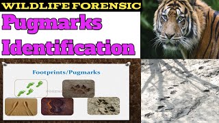 Wildlife Forensic Pugmarks Identification [upl. by Clay]