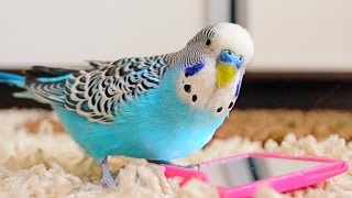 Budgie singing to mirror  Parakeet Sounds [upl. by Aiouqahs]