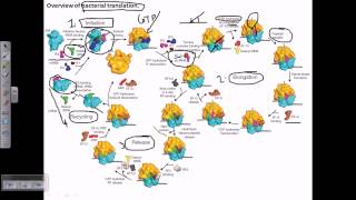 Protein synthesis process [upl. by Igenia]