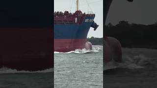 Bulk Carrier she was built last year vessel foryou ship viralvideo shiplovers youtuba [upl. by Kitty]