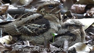 NIGHTJAR Chick is 23 days old [upl. by Survance]