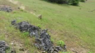 200Pound Boulder Takes Out Oak Tree [upl. by Ezana]