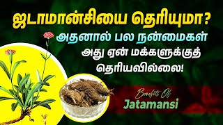 ஜடாமான்சியின் நன்மைகள் மற்றும் பயன்கள்  Health Benefits of Jatamansi  Punarjan Ayurveda Tamil [upl. by Aneeuq]