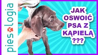 Jak oswoić psa z kąpielą [upl. by Einnaj]