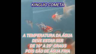 Dicas sobre Kinguio Cometa peixe curiosidades [upl. by Ecallaw]