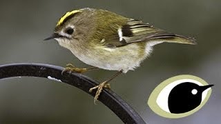 BTO Bird ID  Goldcrest amp Firecrest [upl. by Atiraj]