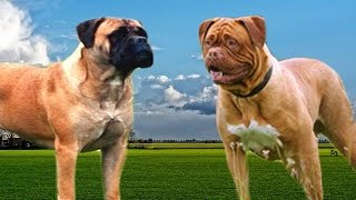 Bullmastiff vs Dogue de Bordeaux Highlights [upl. by Sadoc]