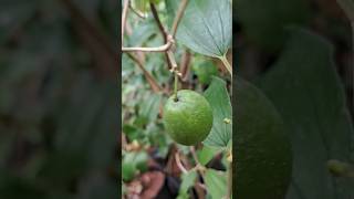 ILANTHAI Fruit tree Ziziphus Mauritania tree nature tree fruit [upl. by Shuma]