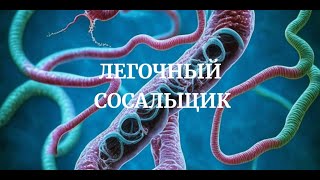 Легочный Сосальщик Paragonimus westermani Медицинская Паразитология Симптомы Цикл Диагностика [upl. by Stoeber]