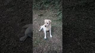 Dog lover 🐕🐕 such me Golu ko kisi n chod diya tha 🥹🥹dogilover shortvideo [upl. by Ahsienod]