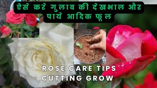 🌹Rose Plant Care Tips  How to Cut and Grow Roses ऐसे करे गुलाब की देखभाल और पाये आदिक फूल🌹 [upl. by Rikki]