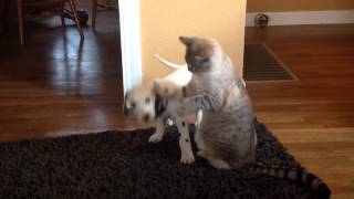 Un chiot dalmatien samuse avec un chat [upl. by Aihsekan]