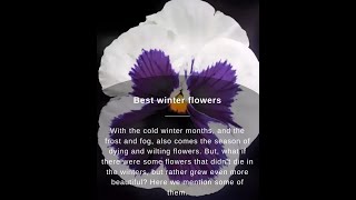 10 Best Flowering Plants for Winter Garden In INDIA [upl. by Tempa311]