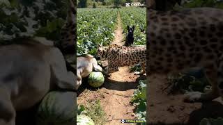 Brave dog protects his mate from leopard [upl. by Donal689]