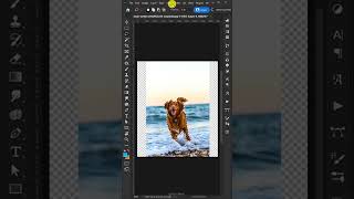 How to Resize an image in Photoshop shorts [upl. by Kohsa]