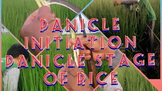 Panicle Initiation Panicle Stage of Rice SL19H Biorice650 [upl. by Haididej700]