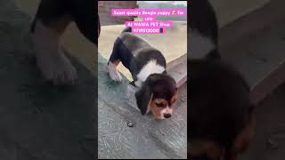 Beagle puppy’s for sale [upl. by Ardaed]