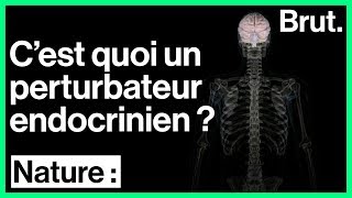 Cest quoi un perturbateur endocrinien [upl. by Suiddaht]