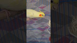 New Toy Alert 🚨 trending viralshorts birds youtubeshorts gullugulli toys alert yt odisha [upl. by Raye]