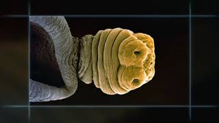 Flatworm Animation  Tapeworm [upl. by Nelo]