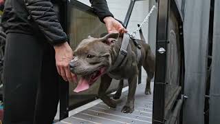 Staffordshire Bull Terrier  MANDO on treadmill [upl. by Francie]