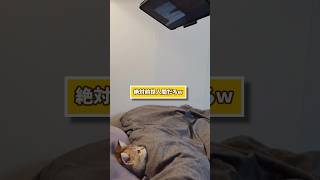 ヌッコの動画見てニヤけたら負けwww 動物 猫 癒やし 可愛い 2ch動物スレ 2ch [upl. by Haelam]