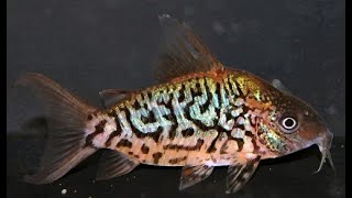 Corydoras Pantanalensis juvies amp Brochis Multiradiatus Hognose [upl. by Attey]