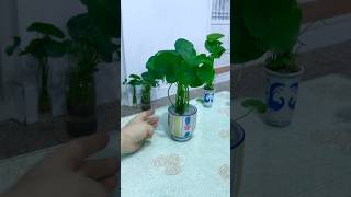 隨便編織都漂亮的水培銅錢草Whorled Pennywort [upl. by Edra154]