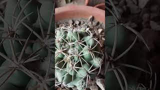 New addition of cactus in my cacti collection🩷tag coripantha elephantidens✨subscribe channel👍 [upl. by Annatsirhc]