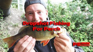 PB PERCH Dropshot fishing for Perch UK [upl. by Engracia880]