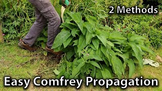 2 Methods of Comfrey Propagation [upl. by Buzzell]