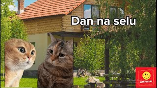 Smešne mačke na selu  Smeh do suza 😁 [upl. by Bud]