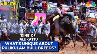 Whats Unique About Pulikulam Bull Breeds  King of Jallikattu  Take A Look  Digital [upl. by Thomsen]