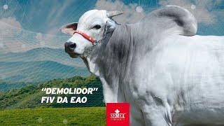 Demolidor FIV da EAO [upl. by Ttreve]