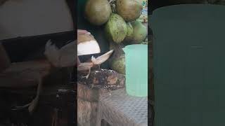 Gods style of peeling coconut skills cocunut shorts fruit satisfying fypシ゚ [upl. by Aig]