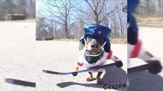 Dachshunds Playing Hockey Dressed as Players Will Make You Laugh [upl. by Nwahsaj]