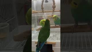 遊びに誘うインコ shorts コザクラインコ セキセイインコ [upl. by Norty354]