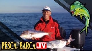 Come imparare a pescare i dentici Dentex dentex  parte 3 di 3  Pesca dalla Barca TV [upl. by Hedwiga]