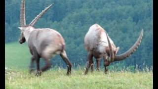 Alpine Ibex on the Hohe Wand mountain in eastern Austria [upl. by Nelrsa441]